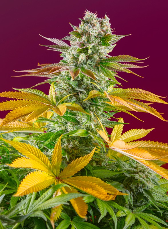 Top 10 de variedades de marihuana sativa en 2022