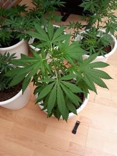 Growing marijuana on your balcony 