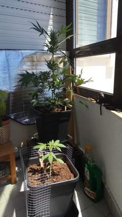 Growing marijuana on your balcony 