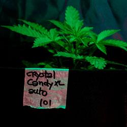 Crystal Candy XL Auto<sup>®</sup> Grow Diary 