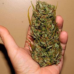 Crystal Candy XL Auto<sup>®</sup> Grow Diary 