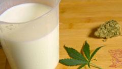 ingredientes leche de marihuana