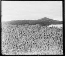 Imagen de un cultivo de cáñamo industrial en los Montes Urales (Rusia) que data del año 1910. Fue tomada por el fotógrafo Sergei Mikhalovich (1863-1944)