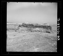 Fotografía de la cosecha de una plantación de cáñamo de la granja en Illinois tomada por Russell Lee (1903-1986) en 1937