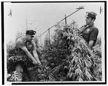 Policías retiran plantas de marihuana en una finca en Estados Unidos hacia el año 1958
