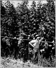 Foto por J. F. Duggar de uno de los cultivos de cáñamo del sur de Estados Unidos hacia el año 1916