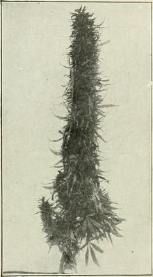 Impresionante punta de una planta cultivada en New York hacia el año 1914