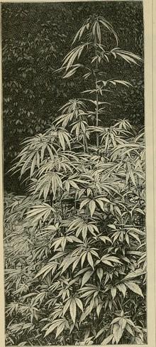 Preciosa imagen de una planta de cannabis en el Reino Unido que data de 1906