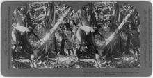 El cáñamo en Filipinas hacia principios del siglo XX era uno de los principales motores económicos. En esta foto podemos observar el increíble tamaño que las plantas de cáñamo podían llegar a tener en ese clima. Fotografía tomada en 1906