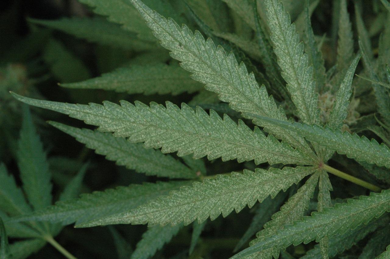Cuantas plantas de marihuana se pueden tener en españa