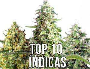 Top 10 de variedades de marihuana indica en 2021