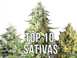 Top 10 de variedades de marihuana sativa en 2021