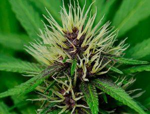 Ten la mejor cosecha con esta guía sobre la floración de tu marihuana