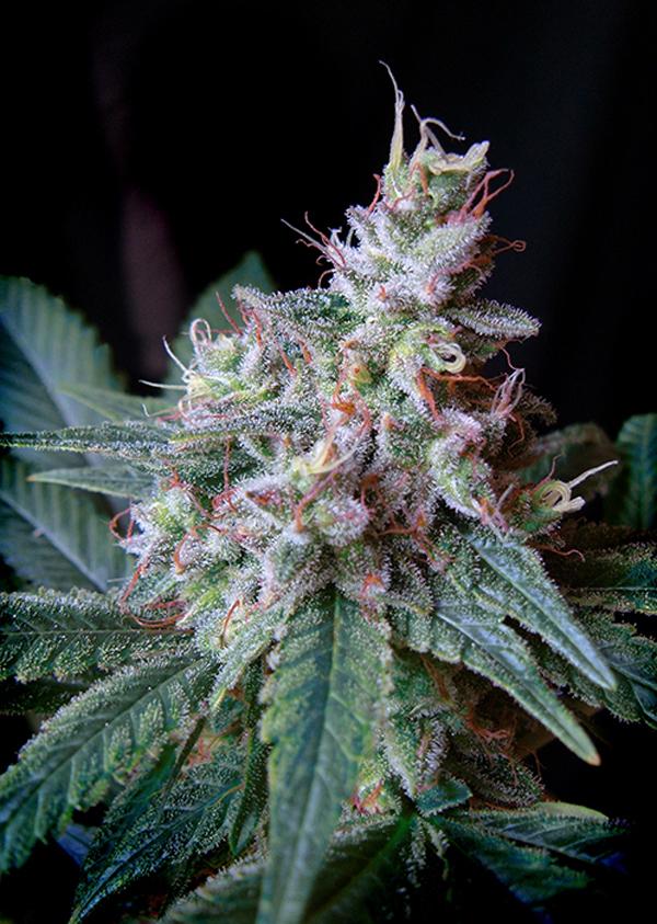▷ 3 Tipos de Marihuana y Sus Efectos | Sweet Seeds®