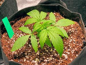 Cómo fertilizar tus plantas de marihuana de forma sencilla