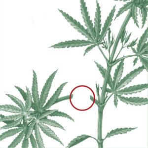 Cómo reparar un tallo roto o desprendido de una planta de cannabis