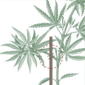 Cómo fortalecer el tallo de una planta de marihuana