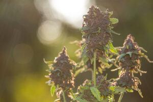 ¿Cómo cultivar marihuana en el exterior paso a paso?
