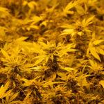 Marihuana de hojas amarillas