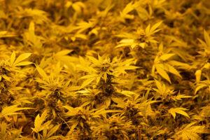 Marihuana de hojas amarillas
