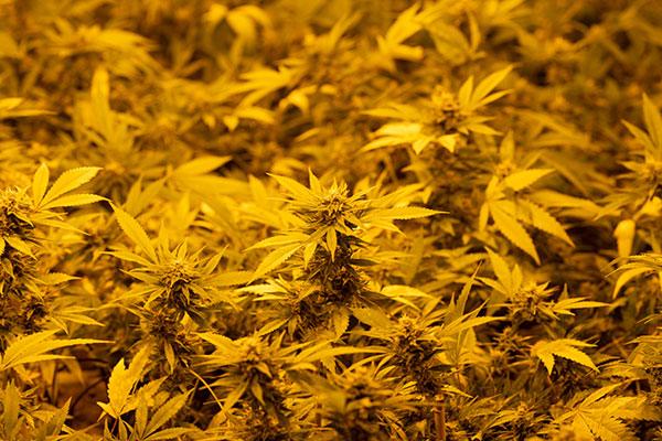 Causas y soluciones para las hojas de marihuana amarillas