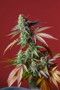 Los factores clave para el éxito en el cultivo de marihuana en exterior