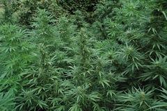 Cultivo de marihuana en exterior