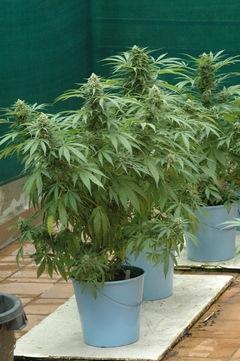 Cultivo de marihuana en exterior