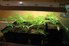 Cultivo de marihuana interior